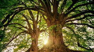 Biodiversity: Economics, Science and International Action